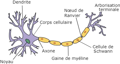 Figure : Structure d’un neurone et de ses principales composantes.